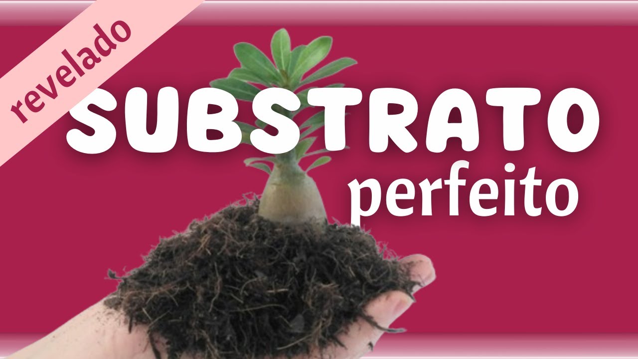 🌸 SUBSTRATO PERFEITO: a saúde da Rosa do Deserto começa nas raízes ✳️ por Thais Menolidi