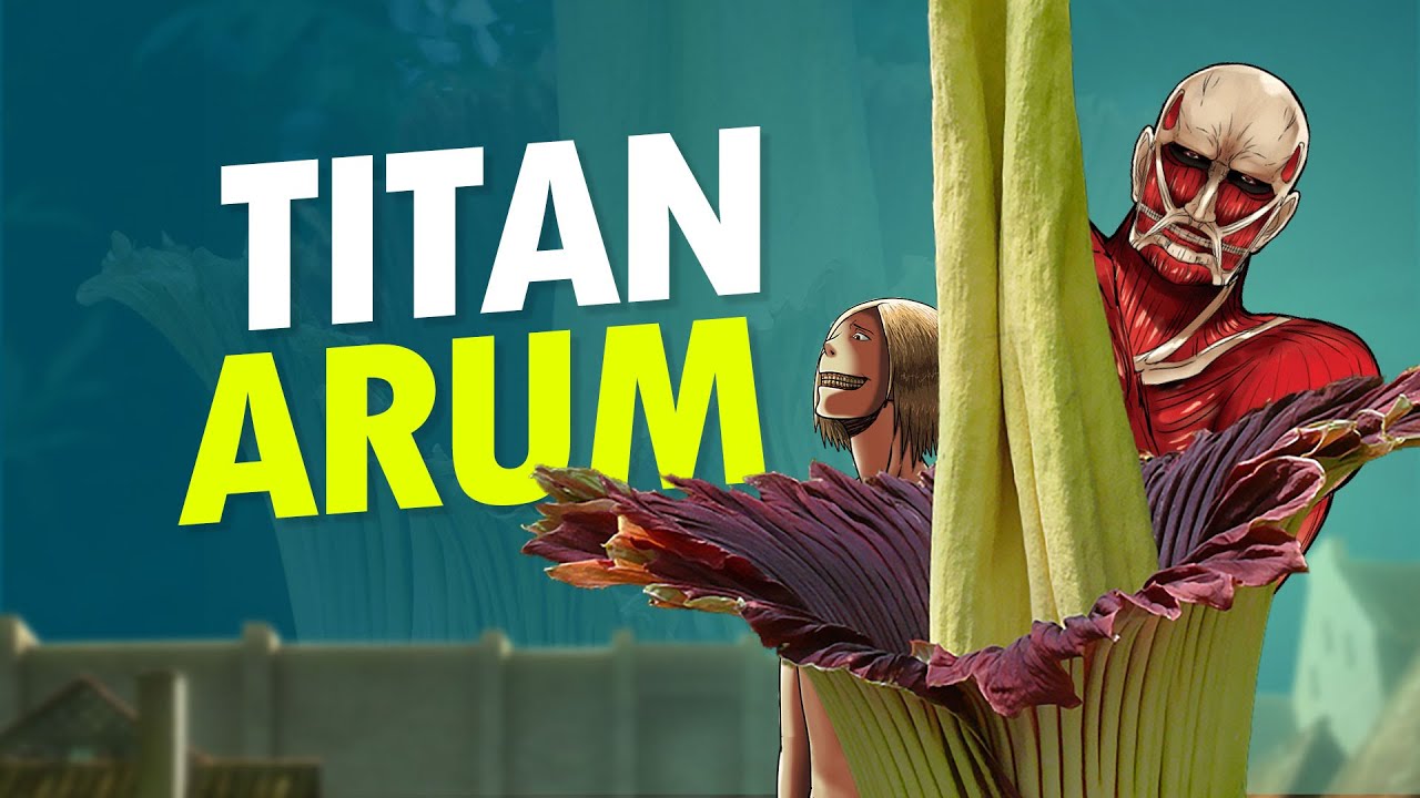 Titan Arum yang Tidak Harum #AlamSemenit