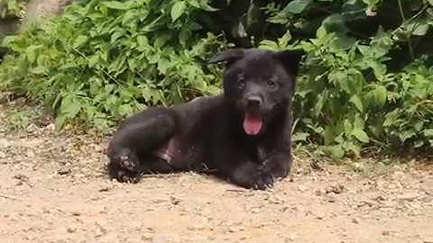 CHÓ MÔNG CỘC ĐUÔI BẢN MÔNG, GIỚI TÍNH ĐỰC 50 NGÀY - CHÓ BẢN HOANG DÃ