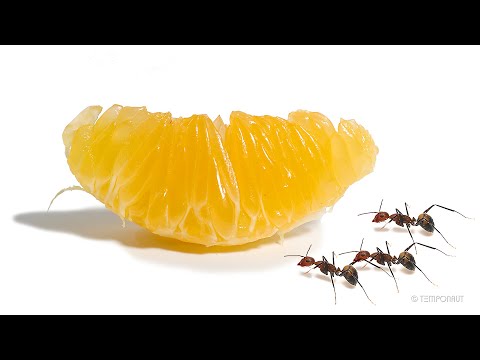 Ants vs Tangerine Time-lapse