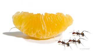 Ants Vs Tangerine Time-Lapse