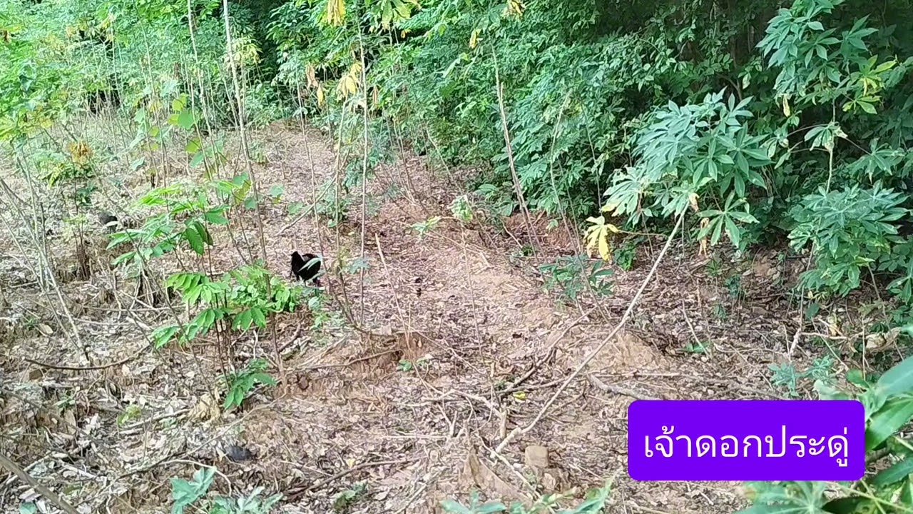 #ต่อไก่ป่า