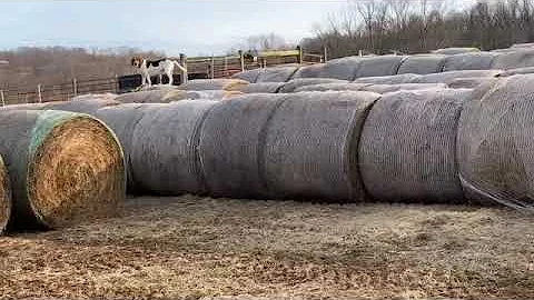 Banjos Hay Dance