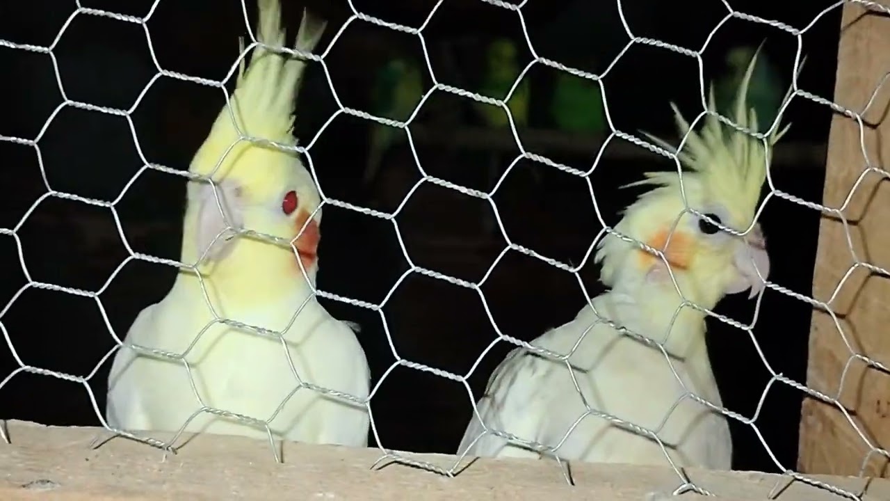 Dando uma olhada nos pássaros e também encerramos a reprodução agora só em agosto 