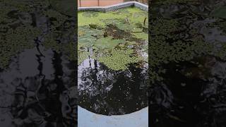 Tiny Guppies Brighten MyHospitalDay#guppy#fishtank#aquariumlife#relaxingvideo#viralshorts#fishlovers