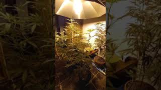week 10 king tut grow