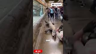 HE BROKE THE GLASS! 😱🐉 #komododragon #zoofail #animalattacks #scary