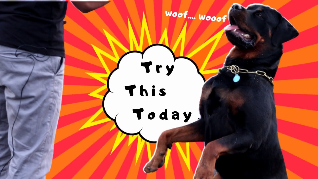 Dog Training - Day 1 | Basic understanding about Dog Training ...