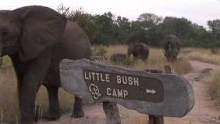 Sabi Sabi Little Bush Camp