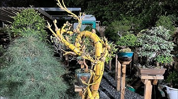 Cắt giật cho cây Tre bonsai AE đã thử chưa