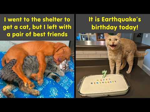 Wholesome Memes That Instantly Improve Your Mood 😂 | Humor Sweet