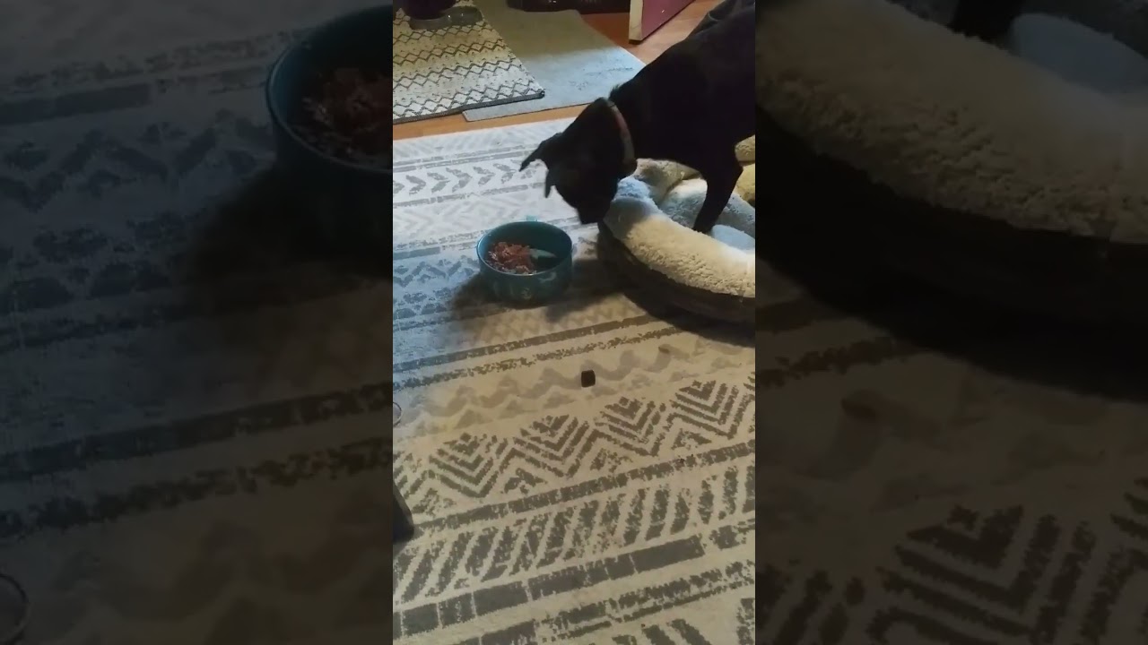 Dog tries burying food to save for later.