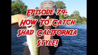 How To Catch Shad California Style! 