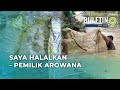 Pemilik Halalkan Ikan Arowana Terlepas Dari Sangkar