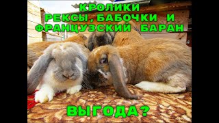 КРОЛИКИ РЕКСЫ, БАБОЧКИ И ФРАНЦУЗСКИЕ БАРАНЫ, КАК ВЫГОДНЕЕ?