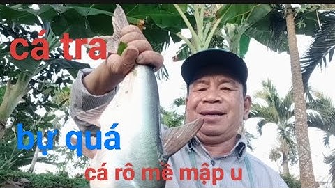 câu cá ở kênh giữa xã đốc bình kiều tháp Mười đồng tháp cá rô mề cá tra bự lắm