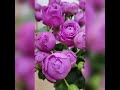 Пионовидная кустовая роза Misty Bubbles от Narciso Flowers. #flowers #розы#букеты#bouquets  #цветы