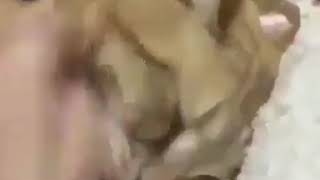 Harun Memmedov Prikol