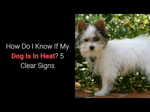 मुझे कैसे पता चलेगा कि मेरा कुत्ता गर्मी में है? 5 स्पष्ट संकेत
