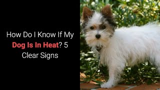 signs of dog in heat