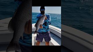 How To Catch Huge Mangrove Snapper Out Of Key West