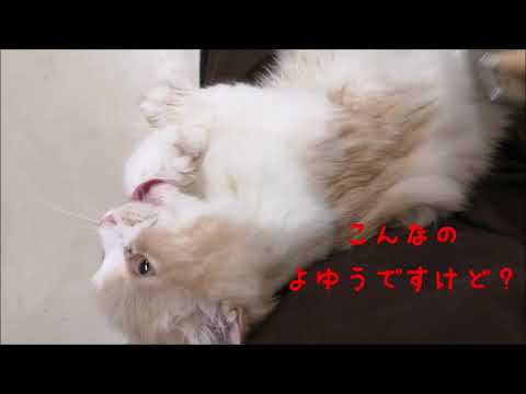 【猫とドライヤー】余裕の表情のラガマフィンくん♪【マルワンさいたま武蔵浦和店】