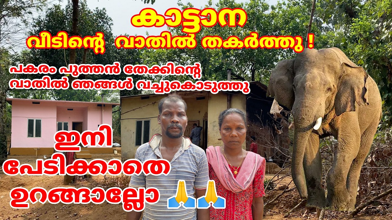 കാട്ടാന  വാതിൽ തകർത്തു പകരം പുത്തൻ തേക്കിന്റെ വാതിൽ ഞങ്ങൾ വച്ചുകൊടുത്തു #elephant #forest #aralam