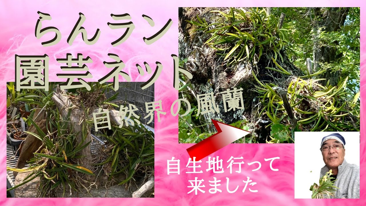 らん　ラン　園芸ネット　富貴蘭　風らん　自然界の風らん　自生　洋らん　エビネラン　着生らん
