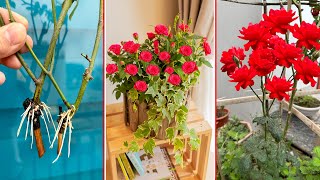 SUPER blooming Roses. Breeding Roses in water. Costeffective solution grow roses