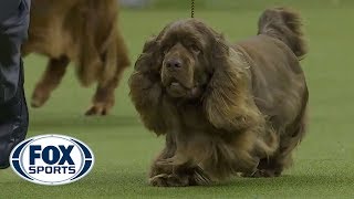 Bean the Sussex Spaniel wins the 2019 Westminster Kennel Club Dog Show Sporting Group | FOX SPORTS