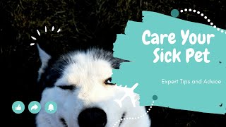 How to Care for Your Sick Pet: Expert Tips and Advice