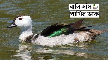 বালি হাঁস পাখির ডাক | Bali Hans Pakhir Dak | Cotton Pygmy Goose Call | Duck Bird Sound@wildindiamit​
