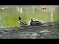 あなたの妻と呼ばれたい♪牧村三枝子 歌酒場1-3