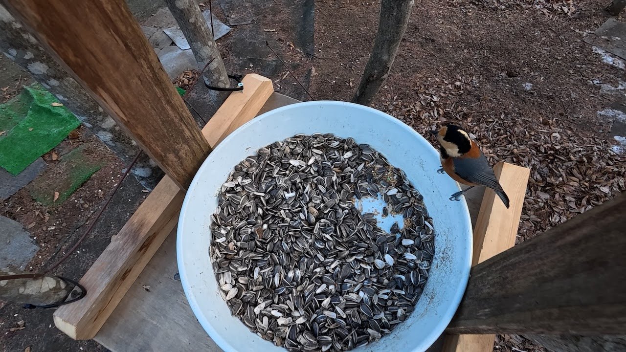 【ルンルンの裏庭】野鳥界隈で噂のお父さんの餌場