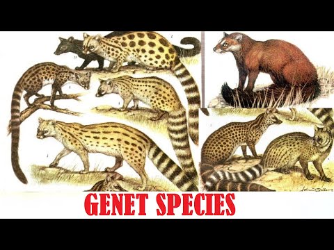 Genet Species All Genet Species Of The World