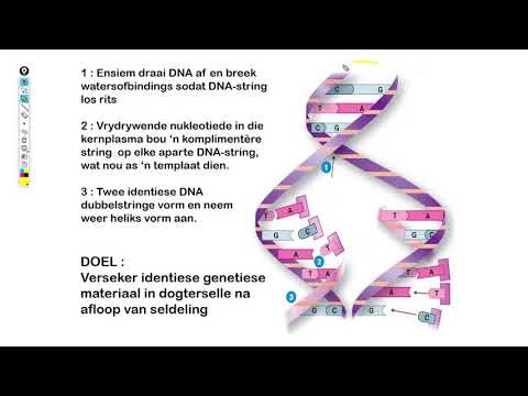 Video: Wat is 2 verskille tussen transkripsie en DNA-replikasie?