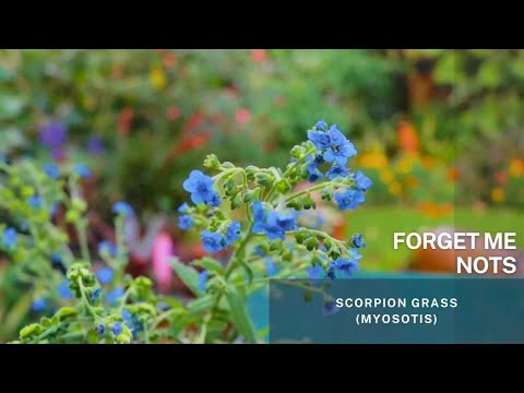 Video: Planting The Forget-Me-Not Flowers - Plante însoțitoare pentru Forget-Me-Nots