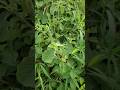 DAUN JARONG or Achyranthes Aspera #jarong #AchyranthesAspera #achyranthes