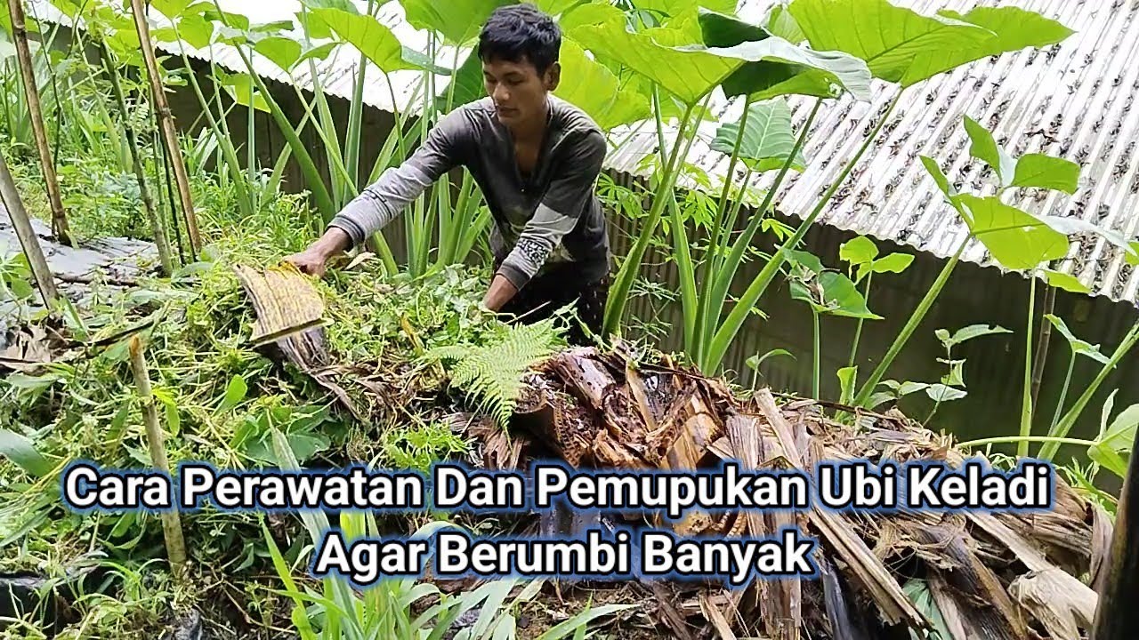 Cara Perawatan Dan Pemupukan Tanaman Ubi Keladi || Talas Mbote