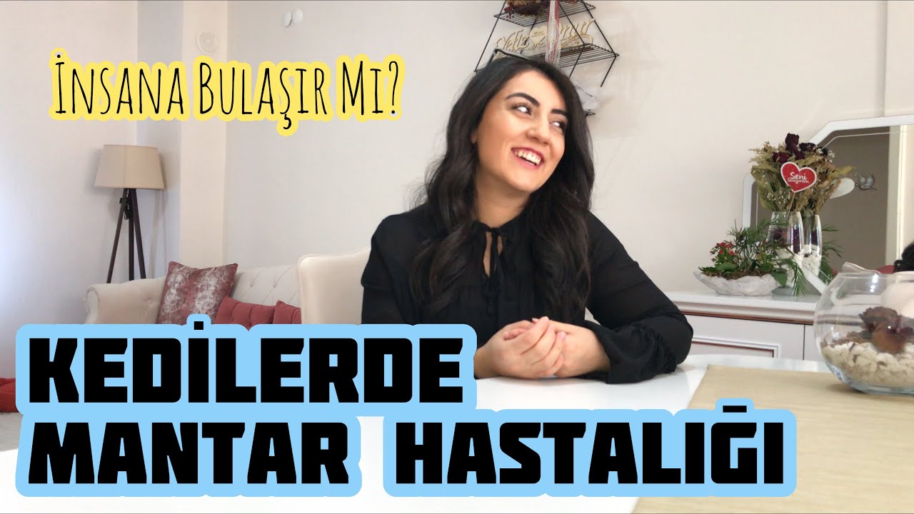 Kedilerde Mantar Hastaligi Nedir Insana Bulasir Mi Youtube