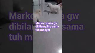 Siapa yang bilang "Jing" ke Marko ya?