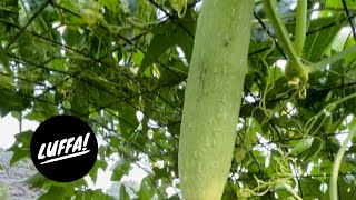 How's your luffa? | Growing luffa in zone 4b