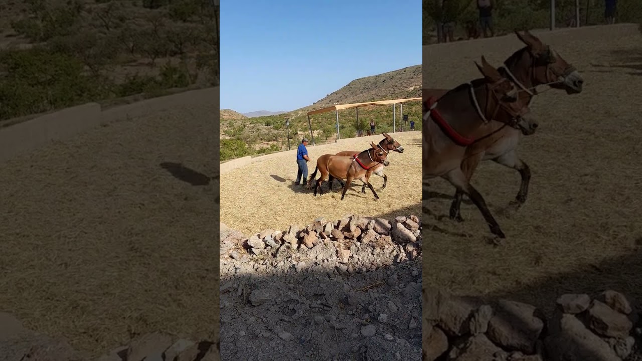 (2)𝐿𝑎 𝑃𝑎𝑟𝑣𝑎 𝑜 𝑇𝑟𝑖𝑙𝑙𝑎 𝑒𝑛 𝑇𝑢𝑟ó𝑛 𝐽𝑢𝑙𝑖𝑜 - 2023.