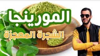 المورينجا الشجرة المعجزة