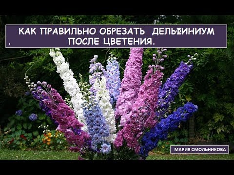 Видео: Үрнээс дельфиниум ургуулах онцлог (28 зураг): хэзээ, хэрхэн тарих вэ? Суулгацанд зориулж гэртээ дельфиниум хэрхэн ургуулах вэ?