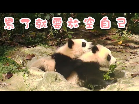 《熊貓早晚安》累了就要放空自己 | iPanda熊貓頻道