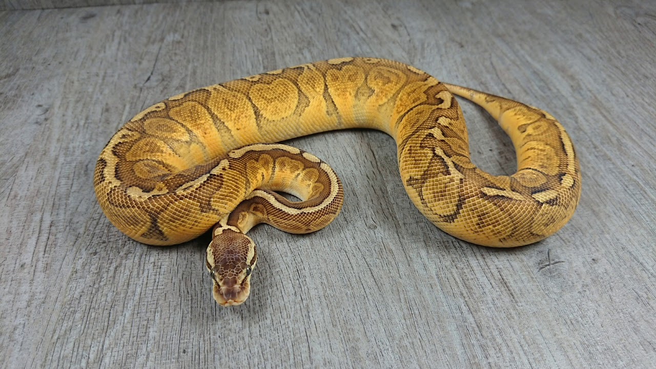 Porträt: Pastel Sunset - Königspython (Ball Python / Python Regius ...