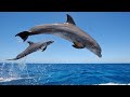 Amazing Wild Dolphins Doing Spinner Jumpings Funny Videos 