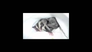 Petauros del azúcar- Sugar gliders: Alimentación básica