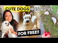 THESE CUTE DOGS HOSTED US FOR FREE IN EUROPE! Housesitting at its best
